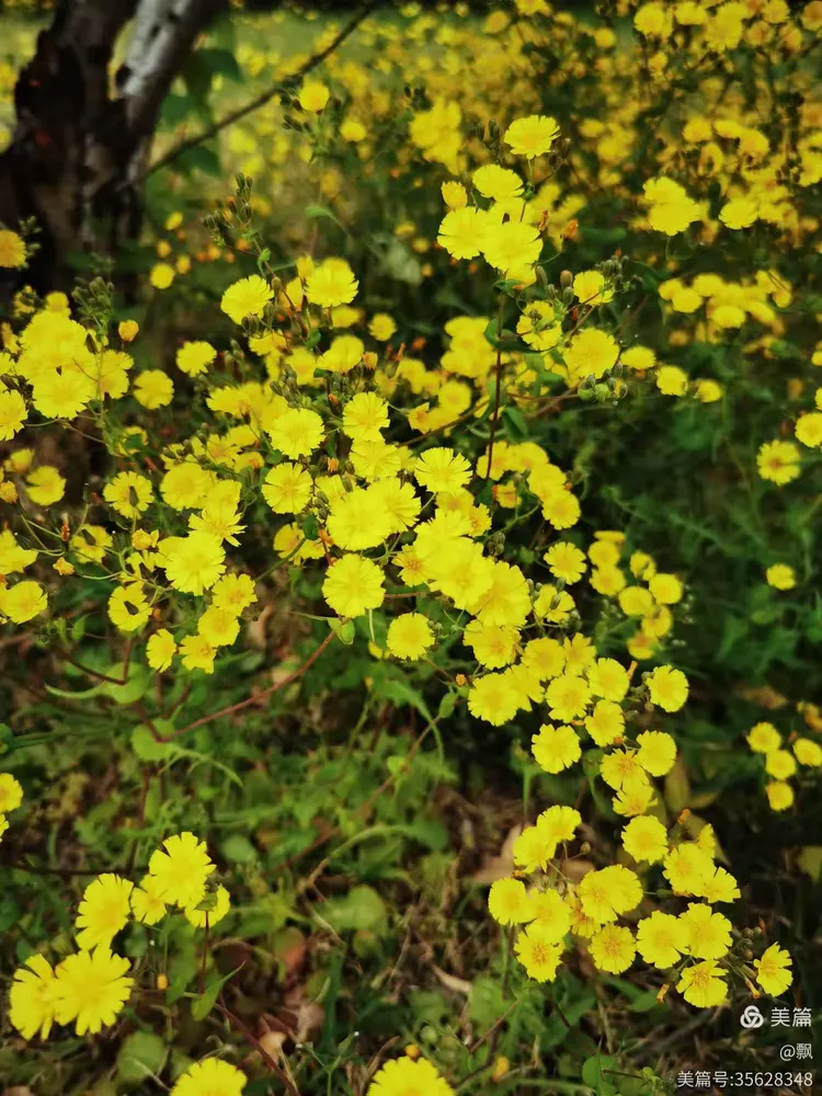 苦菜花开满地黄